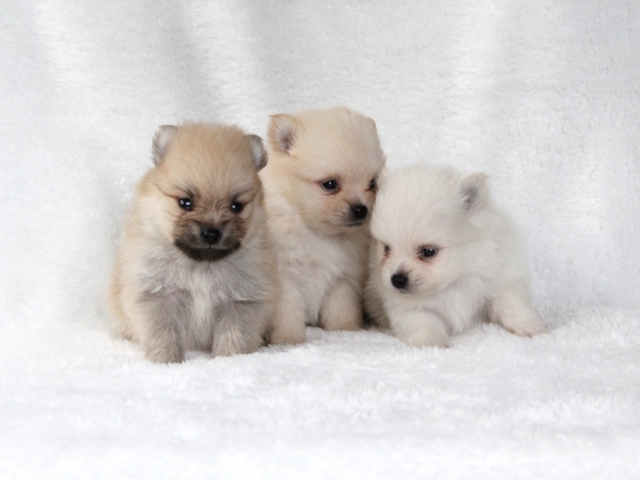 雪かきスコップの重さは子犬１匹ぶんくらい