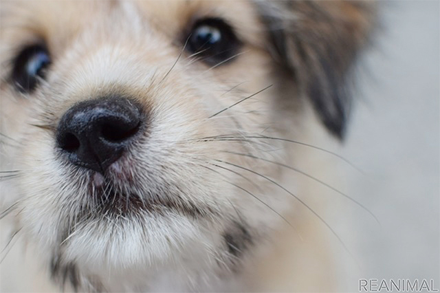 犬の嗅覚はどのくらい優れているの？ 犬種による違いはあるの？ | いまちゃす