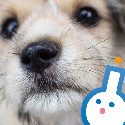 犬の嗅覚はどのくらい優れているの？ 犬種による違いはあるの？
